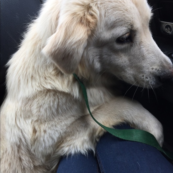 Meet your Posher, Yesenia - Picture 1 of 1